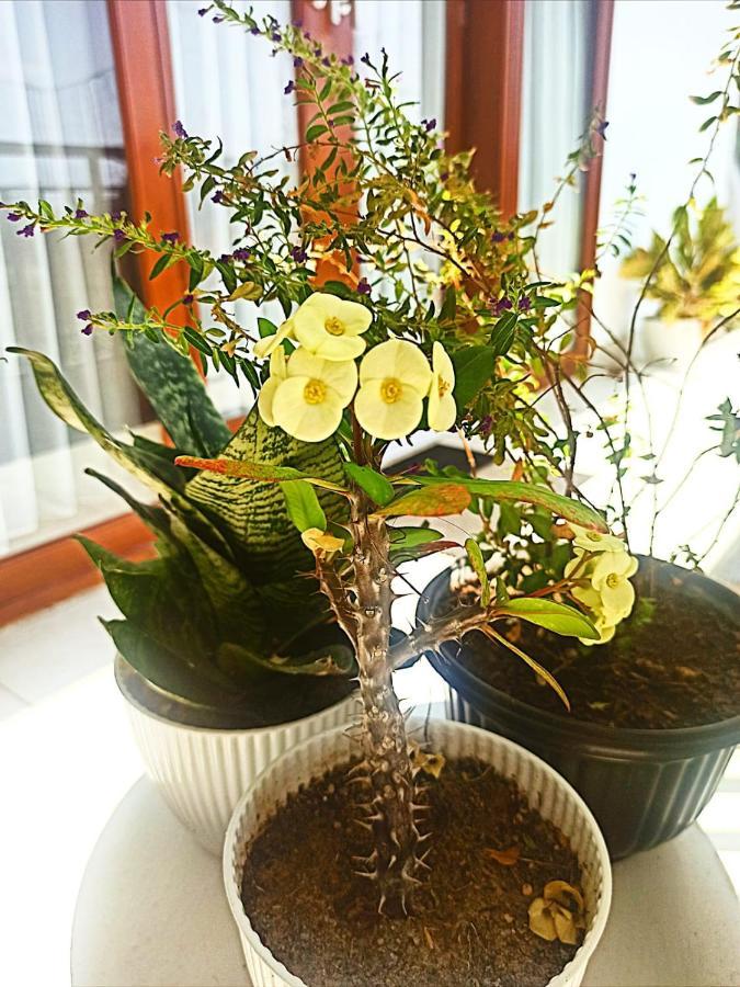 Loka Anyar Guest House ケロボカン エクステリア 写真